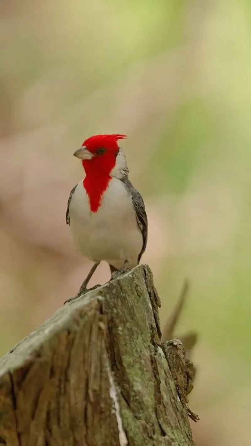 Red-crested Cardinal