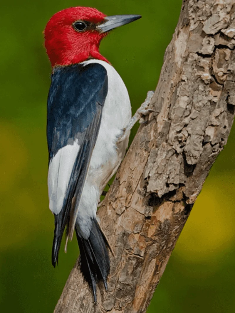 Red-headed Woodpecker