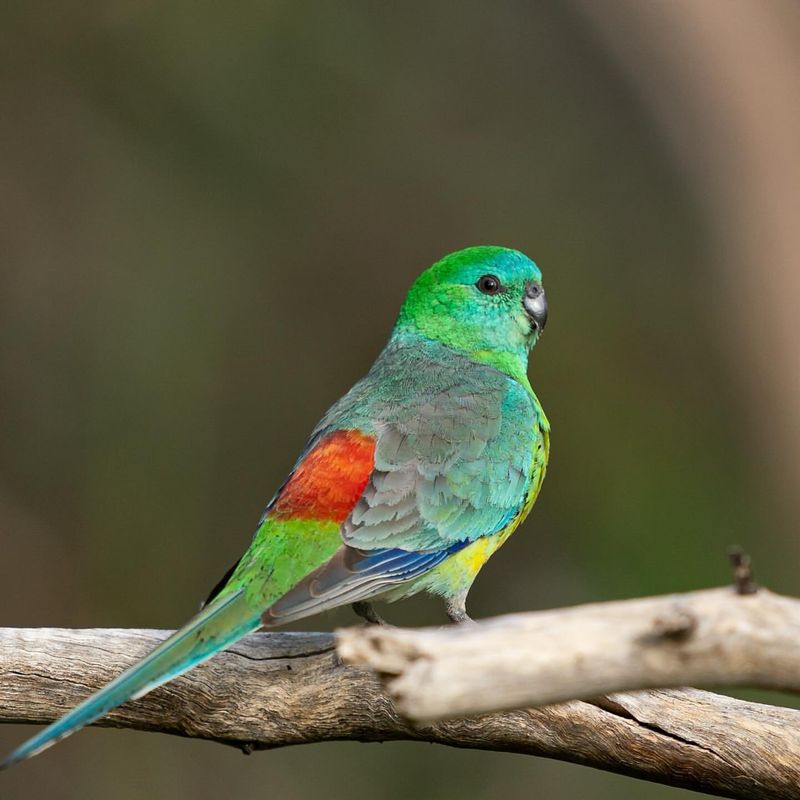 Red-rumped Parrot