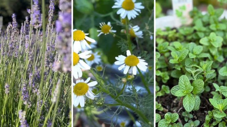 Repel Fleas Naturally With These 13 Powerful and Easy-to-Grow Plants