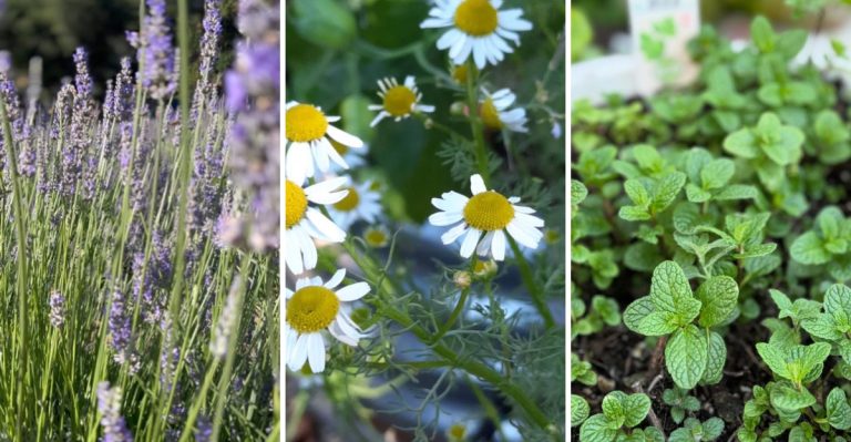 Repel Fleas Naturally With These 13 Powerful and Easy-to-Grow Plants