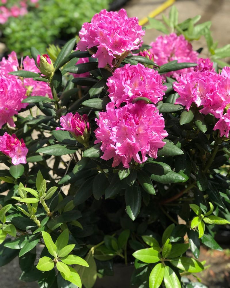 Rhododendron