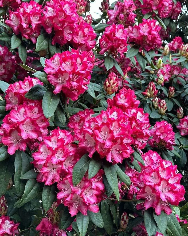 Rhododendron