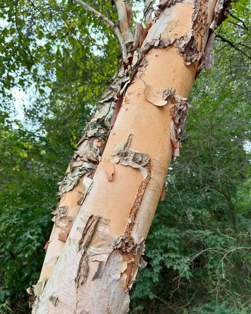 River Birch