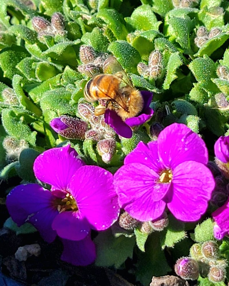 Rock Cress (Aubrieta)