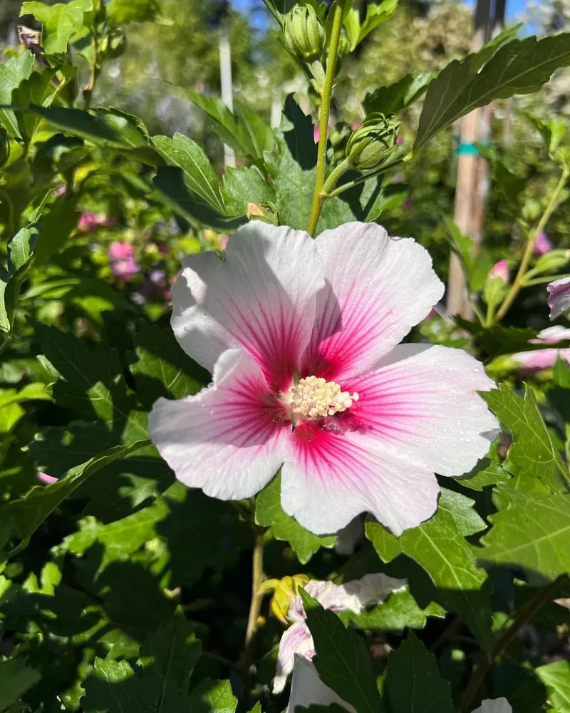 Rose of Sharon