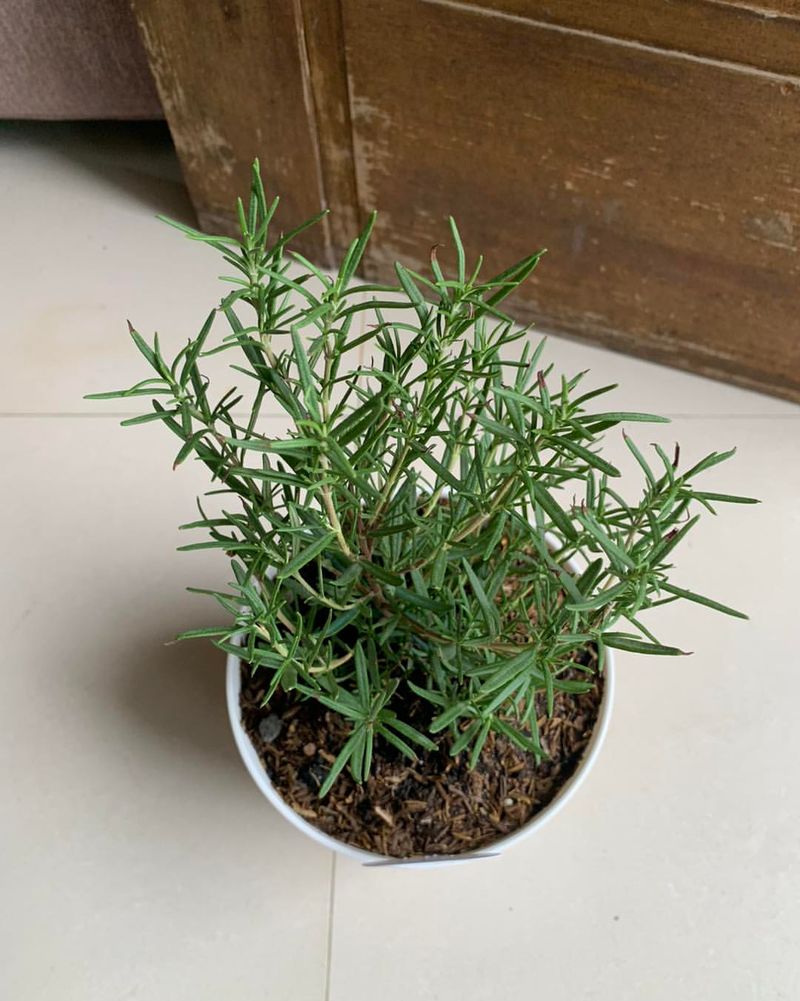 Rosemary