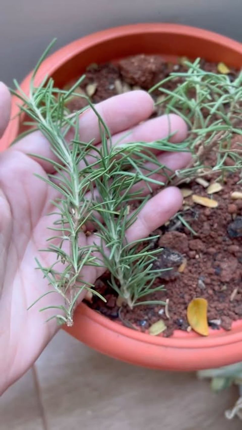 Rosemary