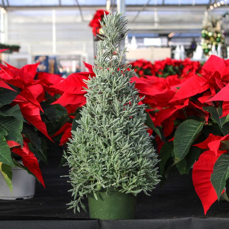 Rosemary Topiary