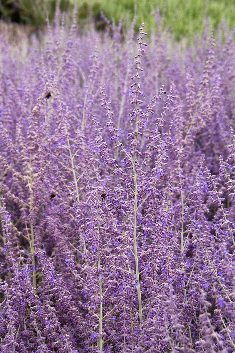 Russian Sage