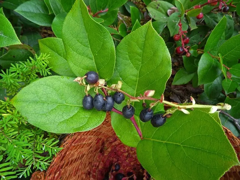 Salal (Gaultheria shallon)