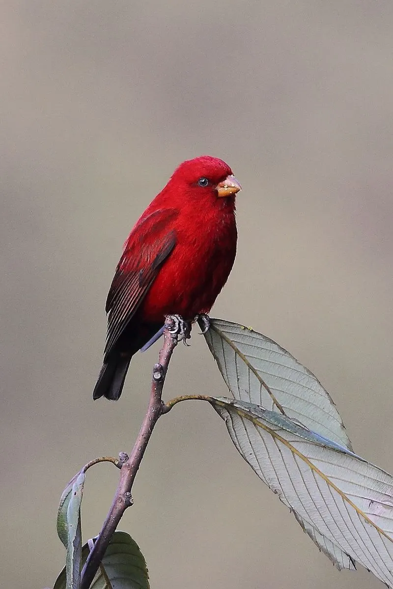 Scarlet Tanager