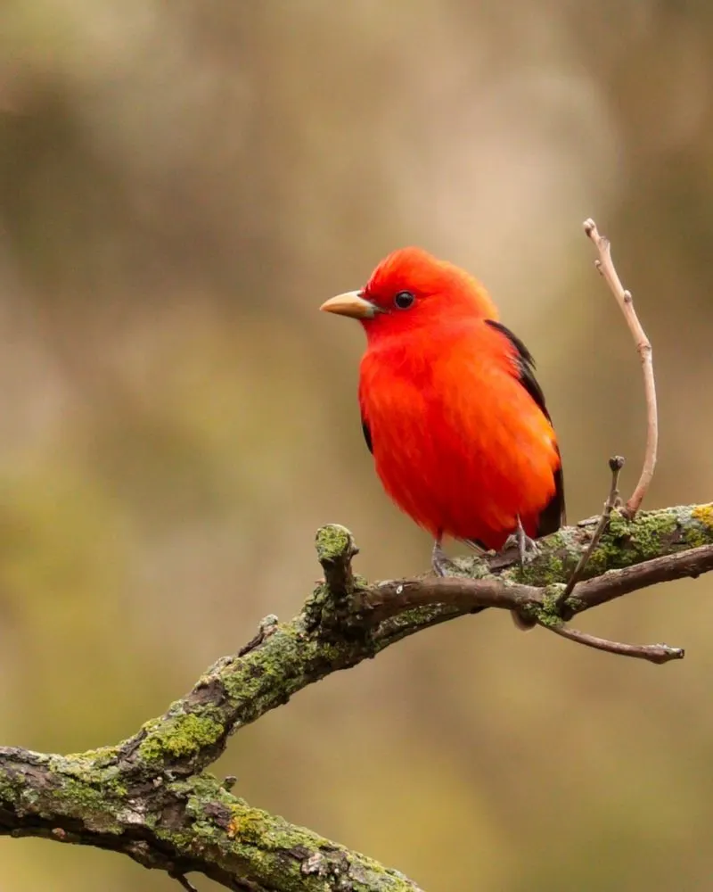 Scarlet Tanager