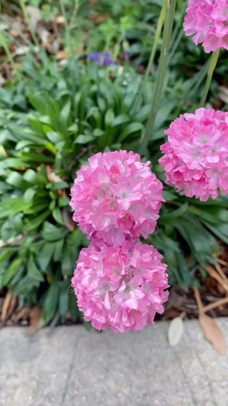 Sea Thrift (Armeria maritima)