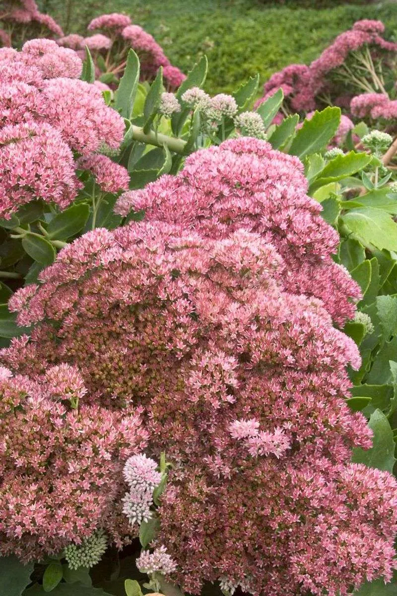 Sedum