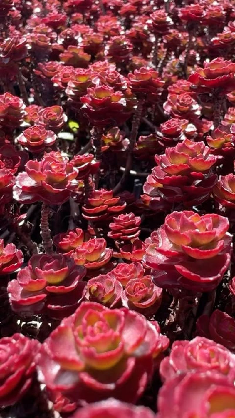 Sedum 'Dragon's Blood'