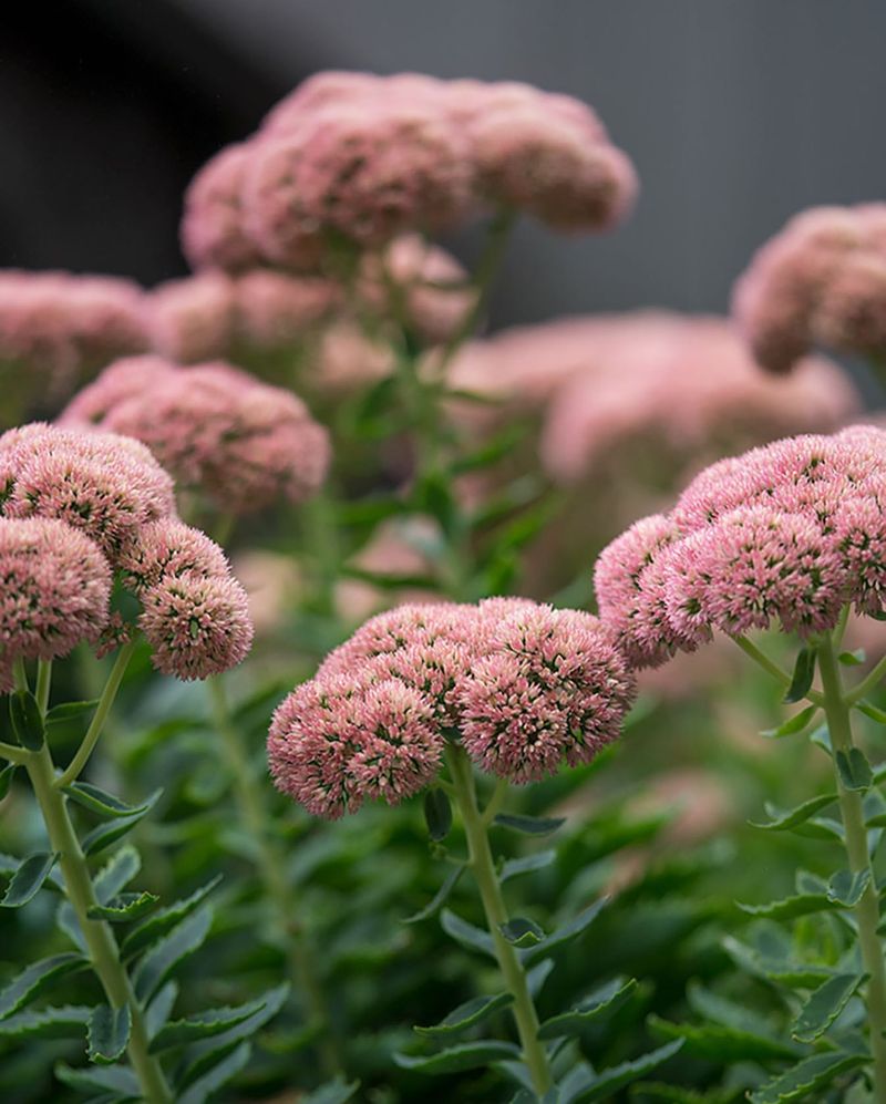 Sedum (Stonecrop)