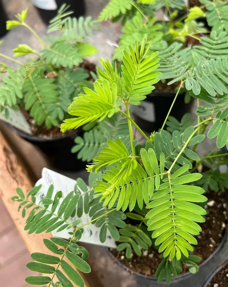 Sensitive Plant