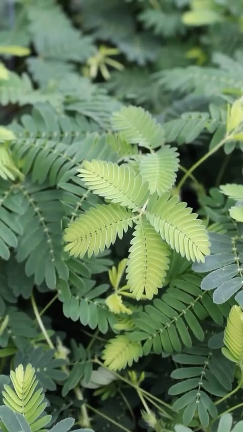 Sensitive Plant (Mimosa Pudica)