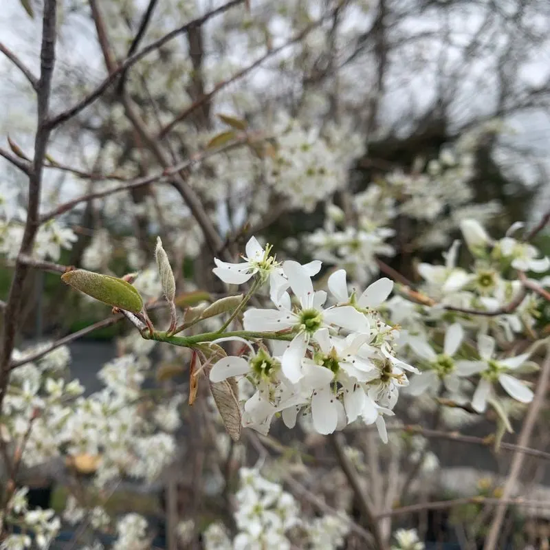 Serviceberry (Amelanchier spp.)