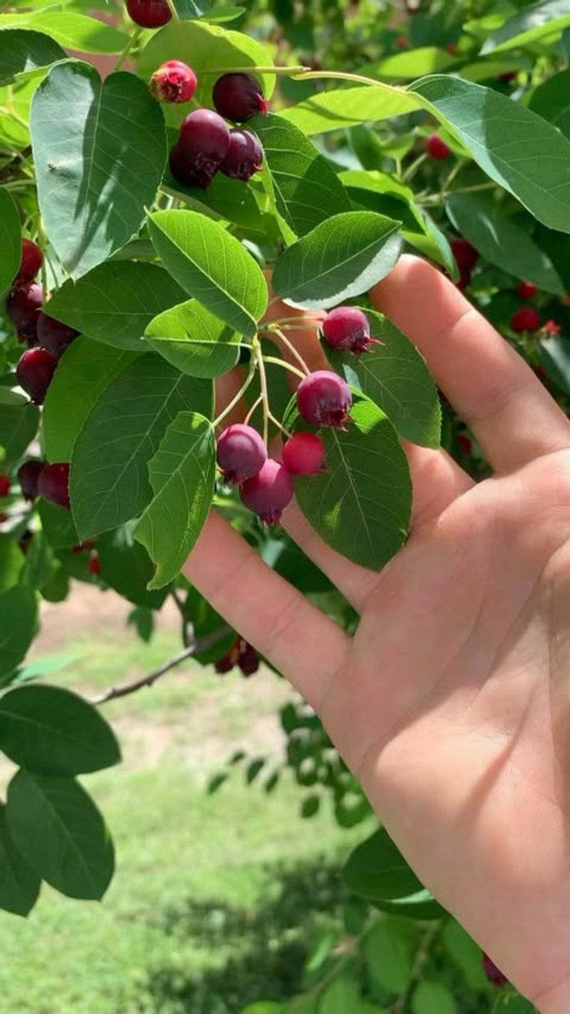 Serviceberry (Amelanchier spp.)