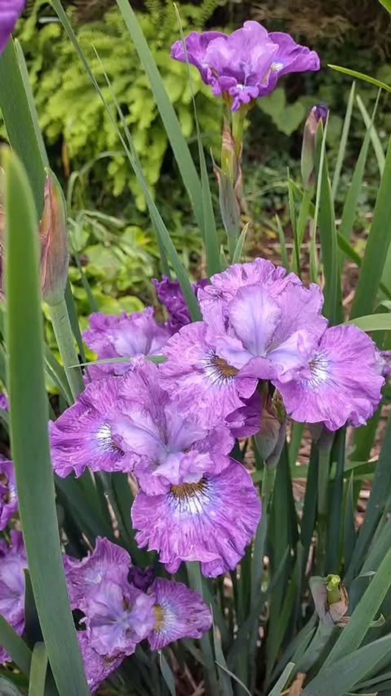 Siberian Iris