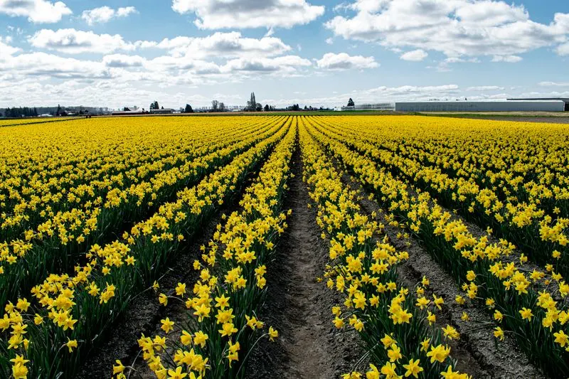 Skagit Valley Tulip Fields, Washington