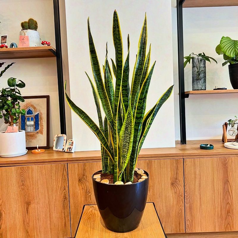 Snake Plant