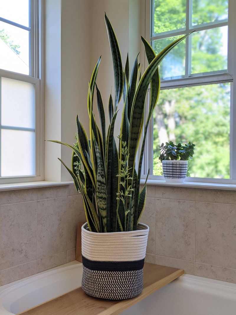 Snake Plant