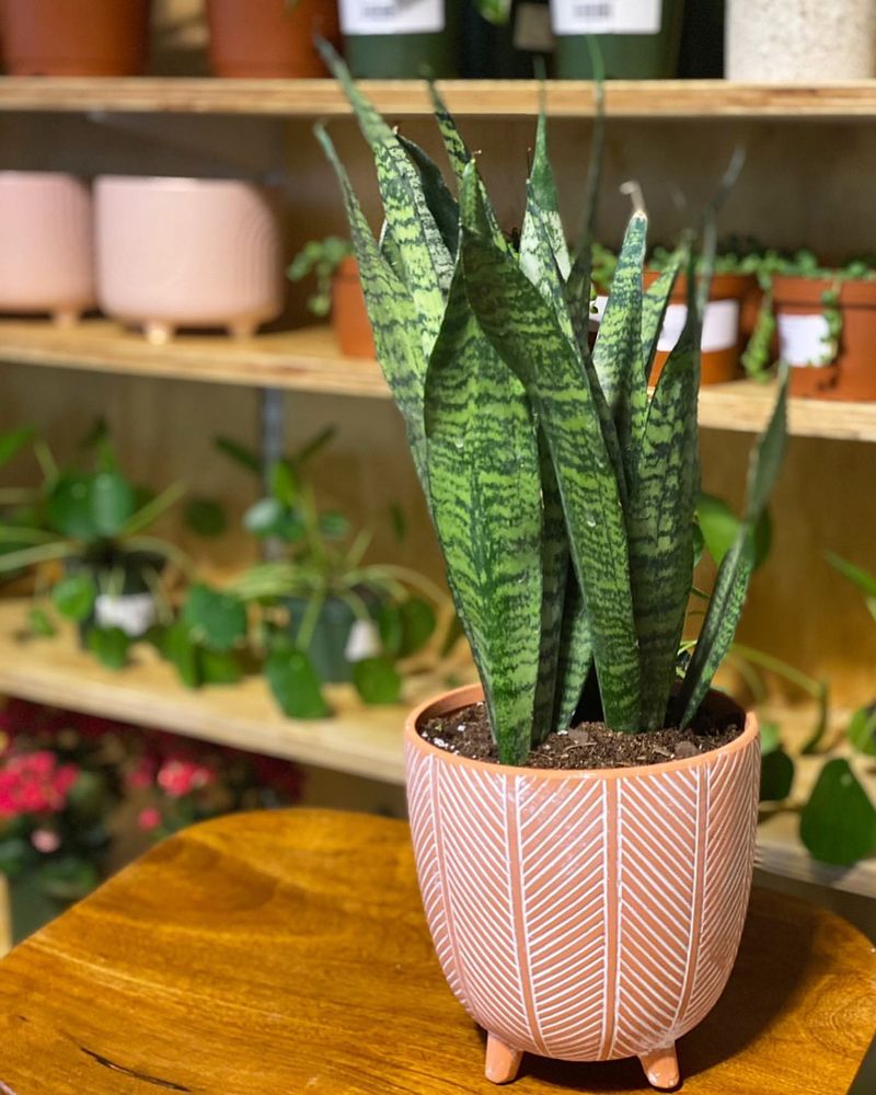 Snake Plant