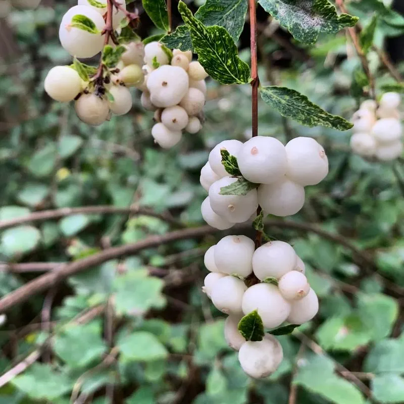 Snowberry