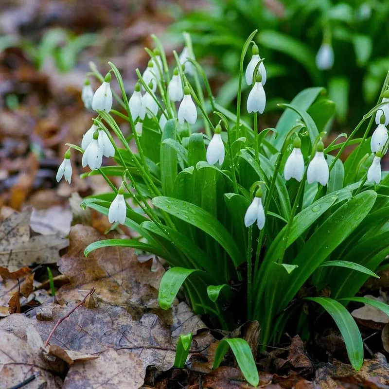 Snowdrops