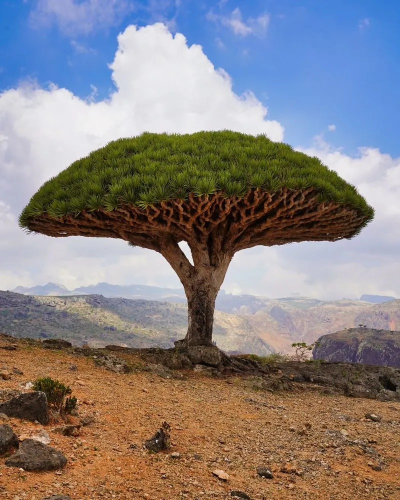 Socotra, Yemen