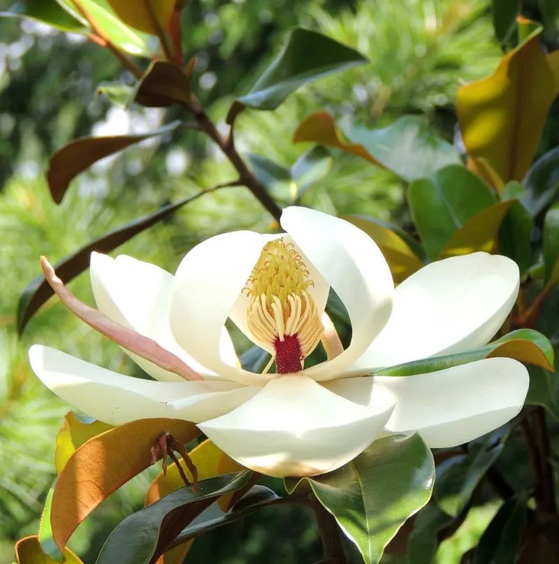 Southern Magnolia