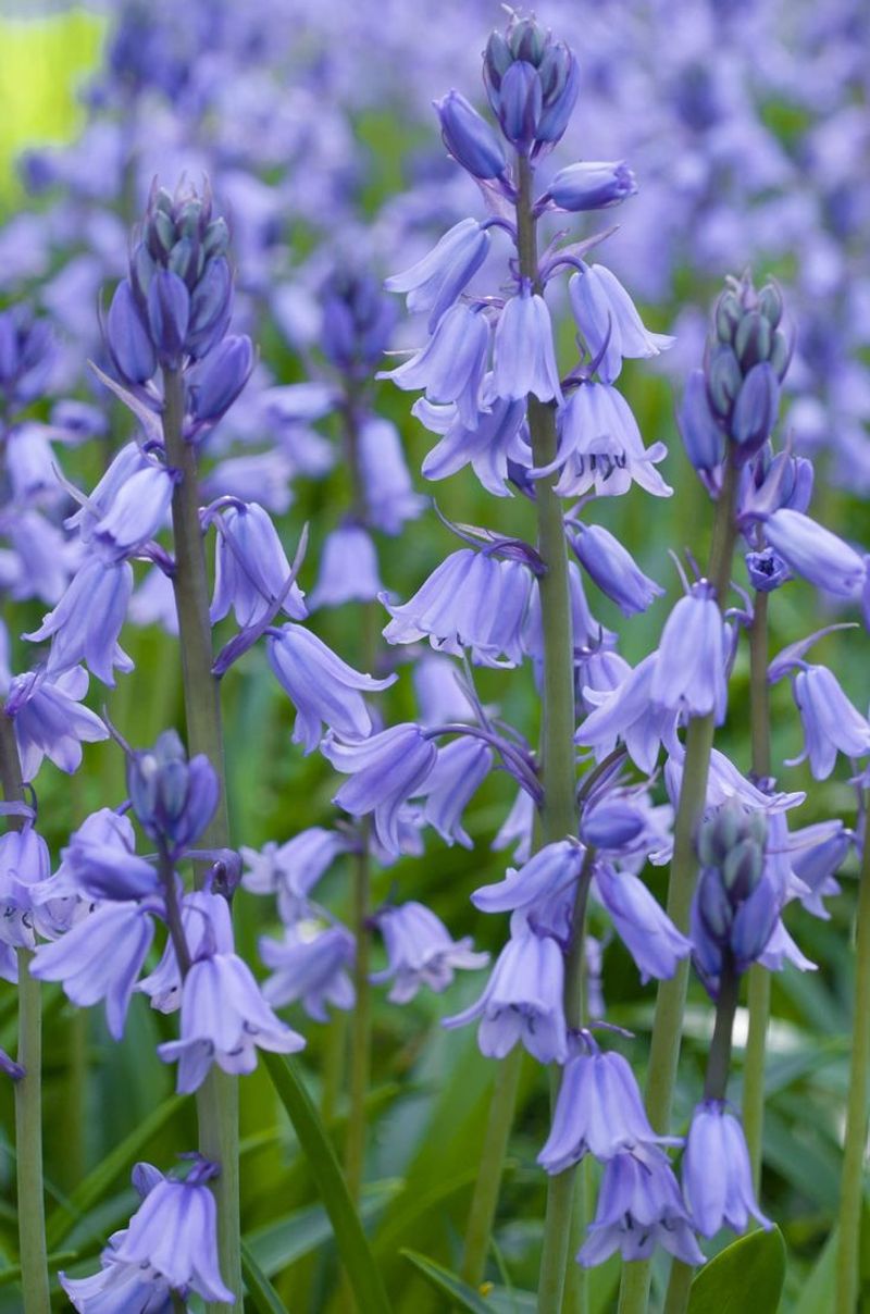 Spanish Bluebells