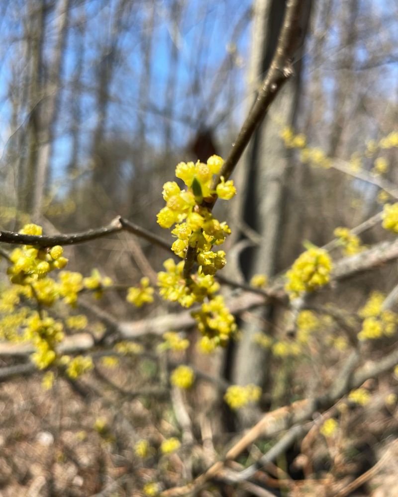 Spicebush