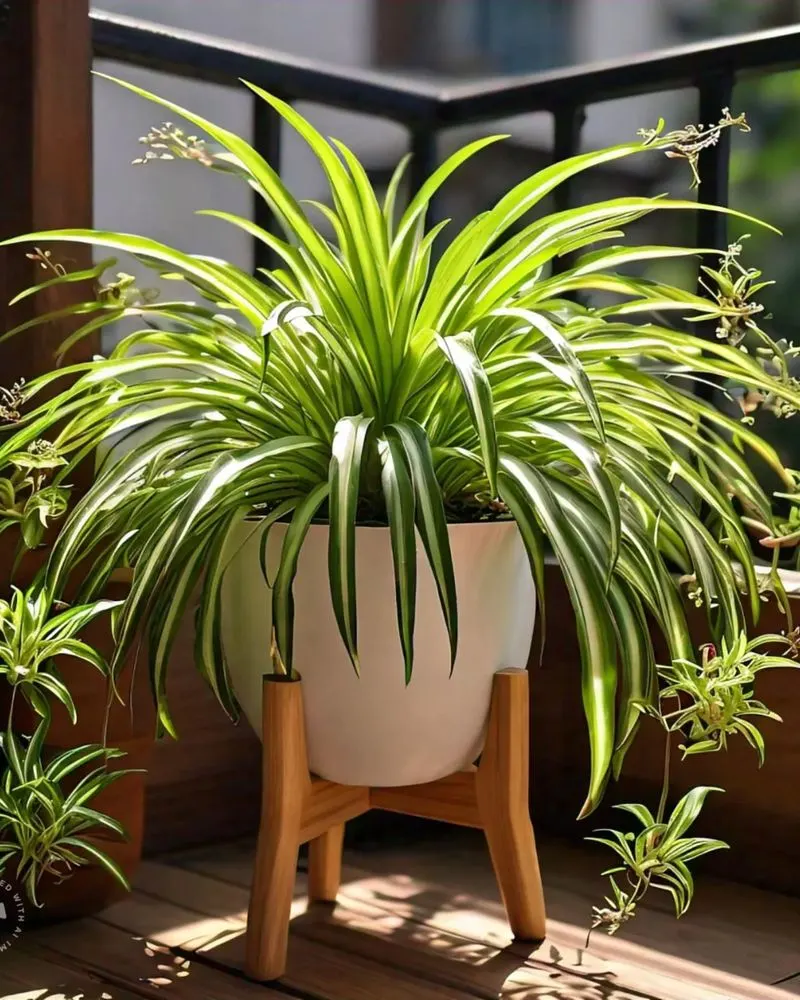 Spider Plant