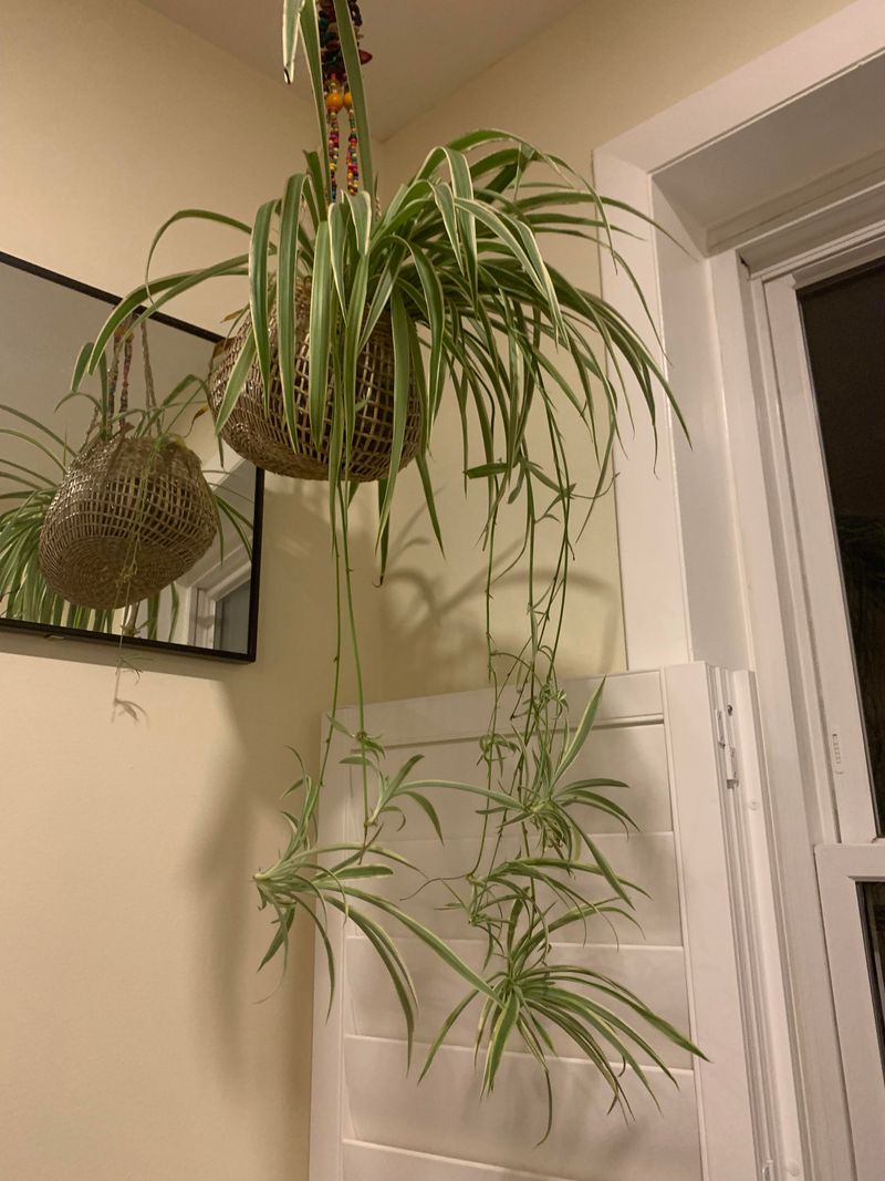 Spider Plant