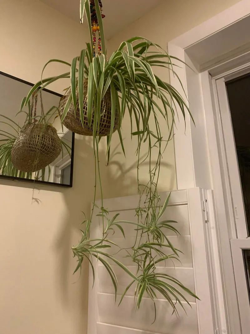 Spider Plant