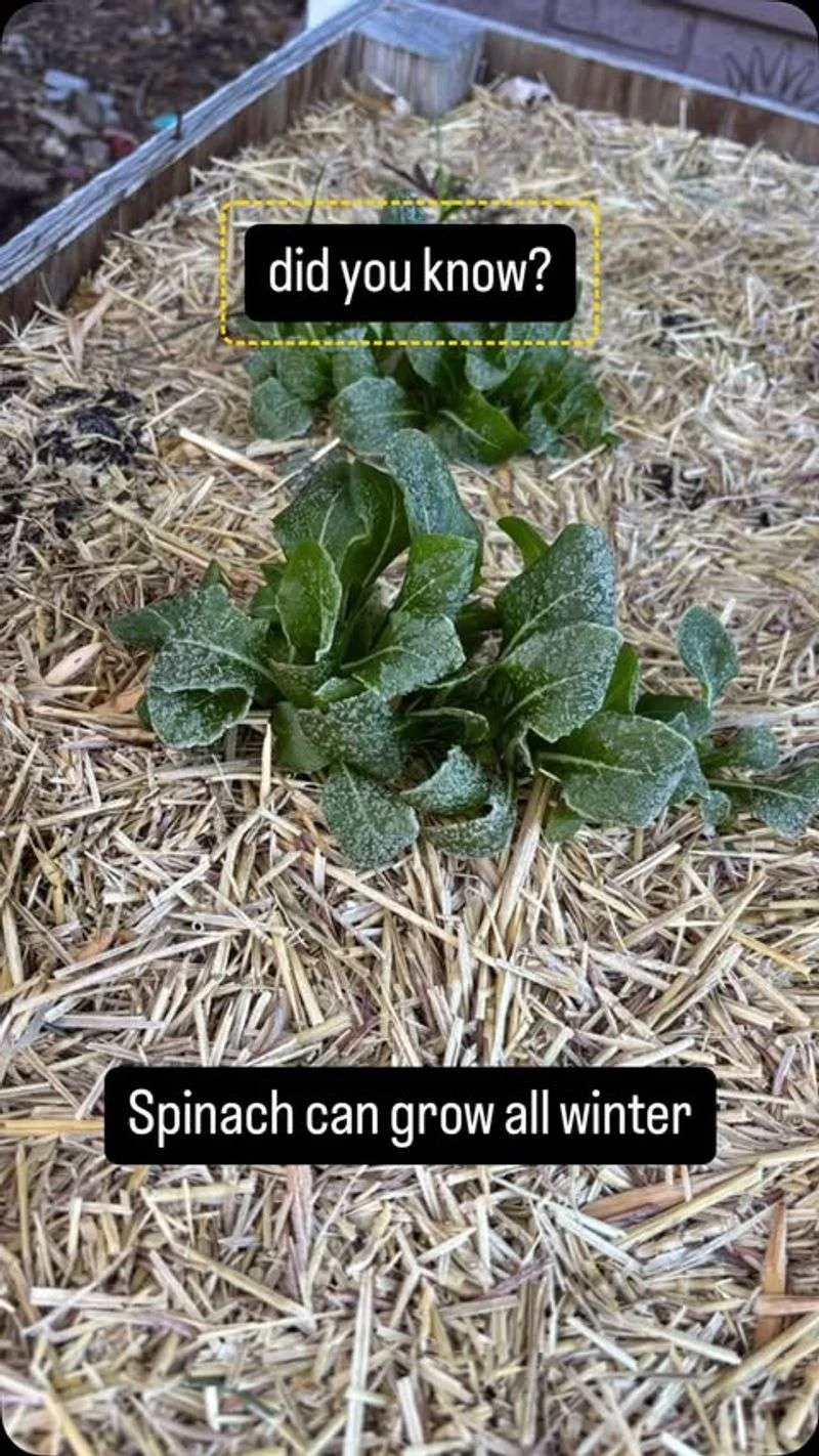 Spinach