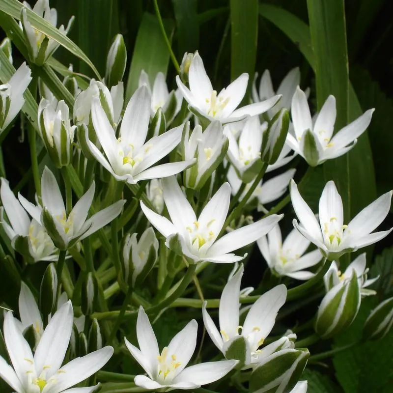 Star of Bethlehem