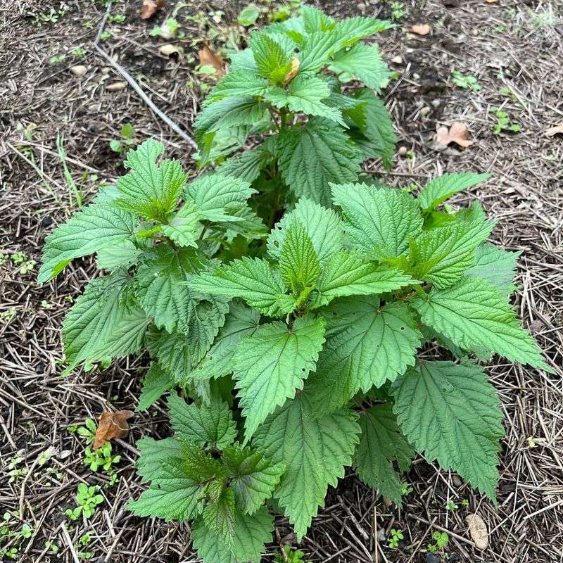 Stinging Nettle