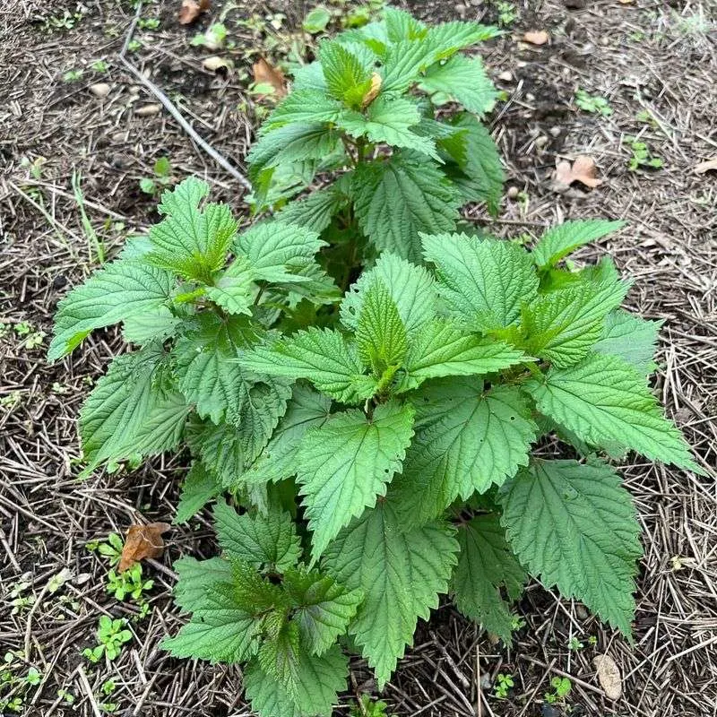 Stinging Nettle