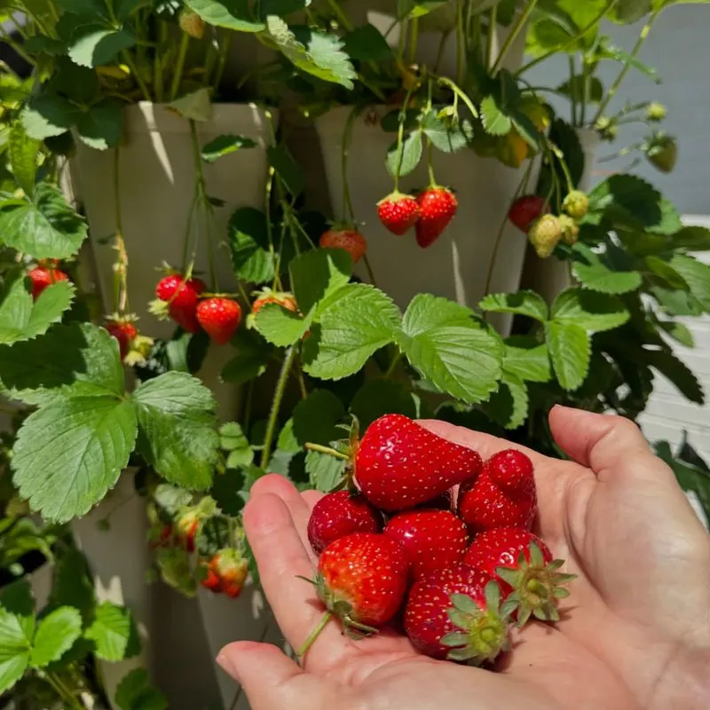 Strawberries and Brassicas