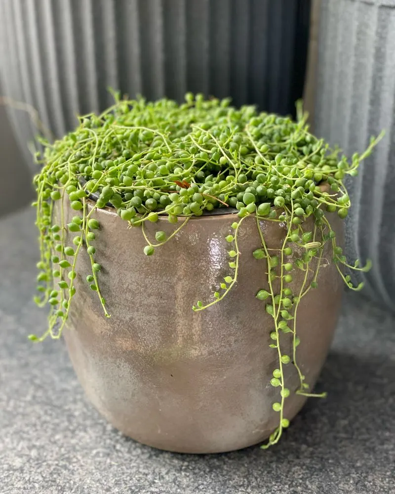 String of Pearls (Senecio rowleyanus)