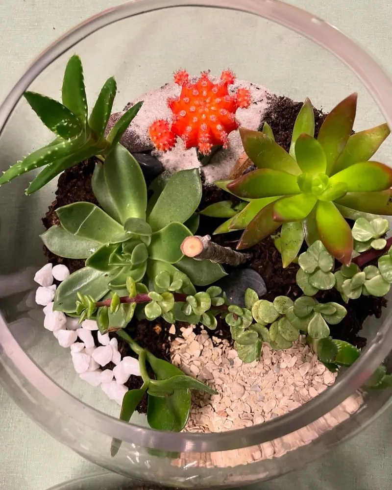 Succulent Terrariums