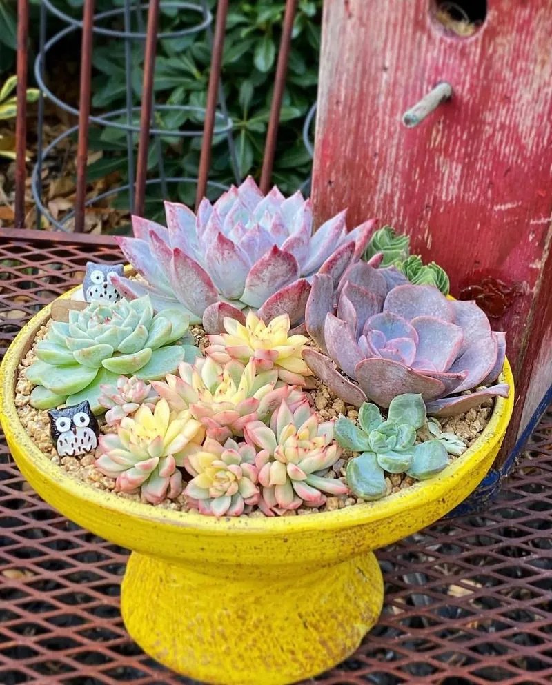 Succulents