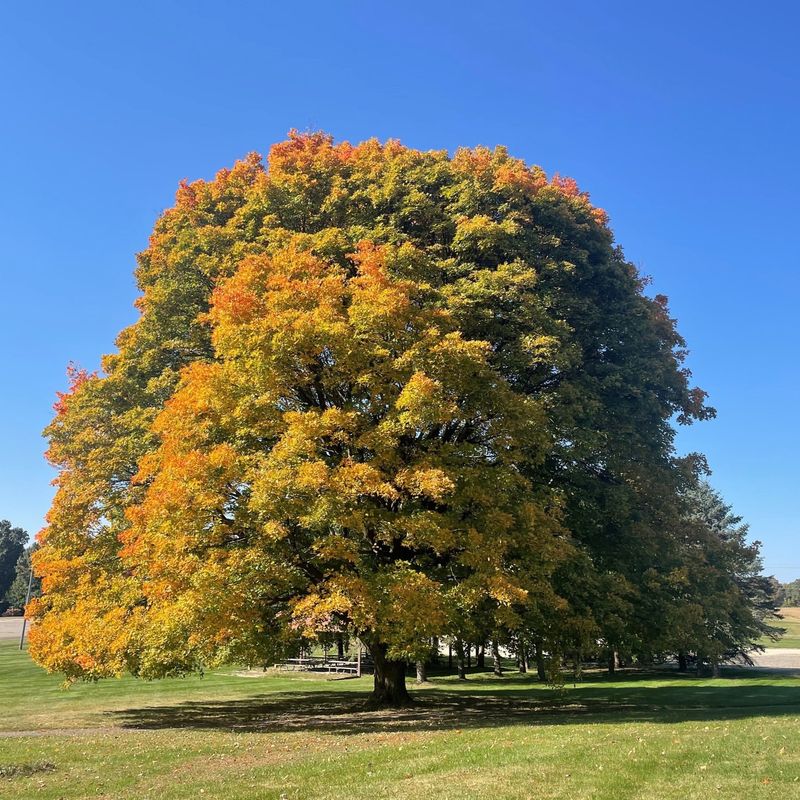 Sugar Maple