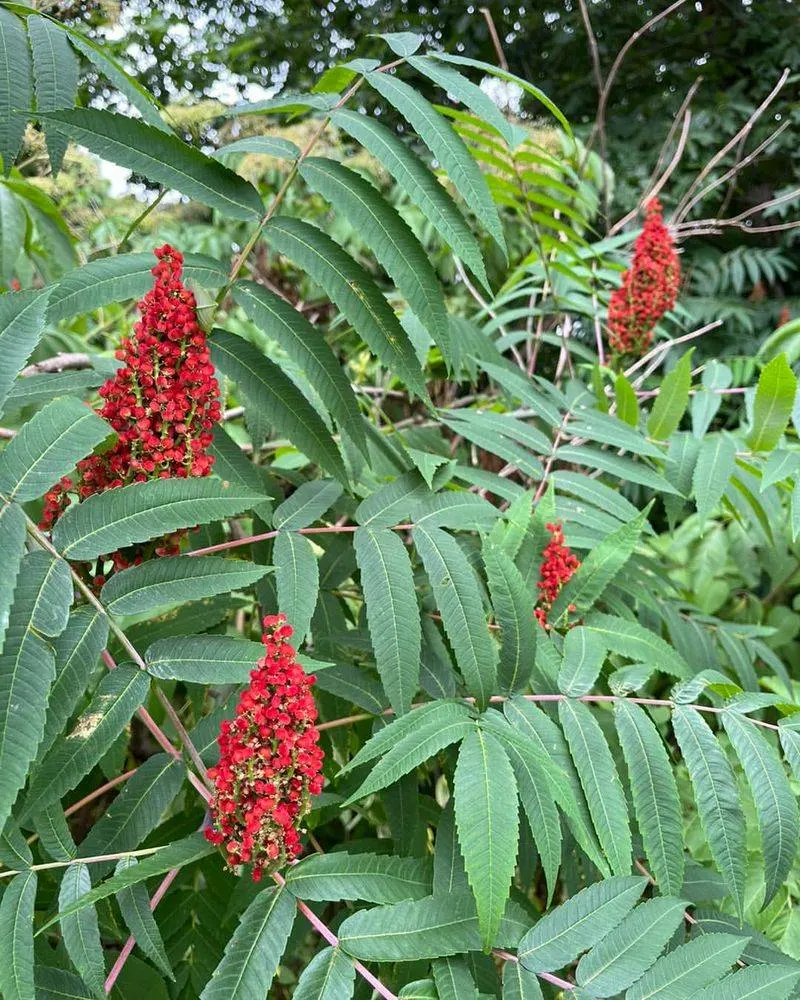 Sumac