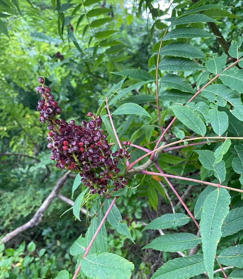 Sumac